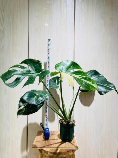 【観葉植物】斑入りモンステラ（鉢付き）：デリシオーサ・タイコンステレーション