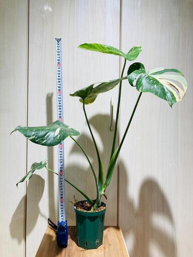 【観葉植物】斑入りモンステラ（鉢付き）：デリシオーサ・タイコンステレーション