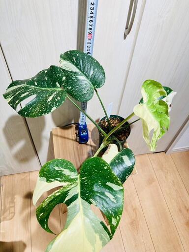 モンステラ斑入り タイコンステレーション デリシオーサ イエロー 大株