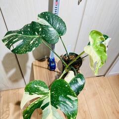 【観葉植物】斑入りモンステラ（鉢付き）：デリシオーサ・タイコンステレーション