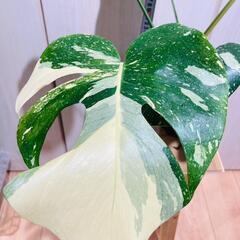 【観葉植物】斑入りモンステラ（鉢付き）：デリシオーサ・タイコンステレーション