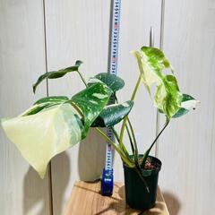 【観葉植物】斑入りモンステラ（鉢付き）：デリシオーサ・タイコンステレーション