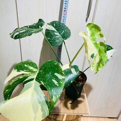 【観葉植物】斑入りモンステラ（鉢付き）：デリシオーサ・タイコンステレーション