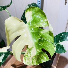 【観葉植物】斑入りモンステラ（鉢付き）：デリシオーサ・タイコンステレーション