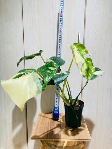 【観葉植物】斑入りモンステラ（鉢付き）：デリシオーサ・タイコンステレーション