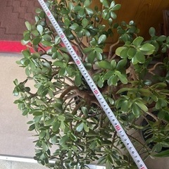 10/31(木)15時まで金のなる木