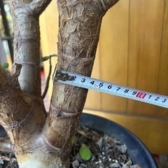 10/31(木)15時まで金のなる木