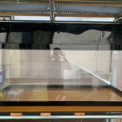 早期引き取り5000円引きます 150センチ水槽 1500×60×60