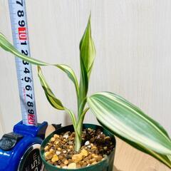 即戦力！！1メートル超ドラセナ セット(アメリカーナも？)