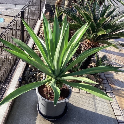アガベ Agave 抜き苗 ベネズエラ 特大サイズ 直径1m超え アガベ Agave