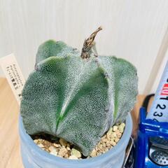 古木 アストロフィツム 大鳳玉 鉢ごと発送 サボテン 多肉植物