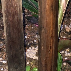 #3　ムサノノ ピンク バナナ苗 🌱