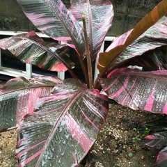 #3　ムサノノ ピンク バナナ苗 🌱