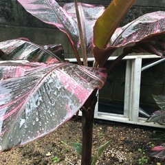 #3　ムサノノ ピンク バナナ苗 🌱