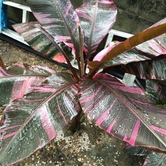 #3　ムサノノ ピンク バナナ苗 🌱