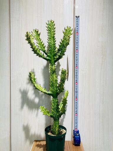 希少種【多肉植物】ユーフォルビア・イエローゴースト（4号深型スリット鉢付き）