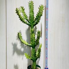 希少種【多肉植物】ユーフォルビア・イエローゴースト（4号深型