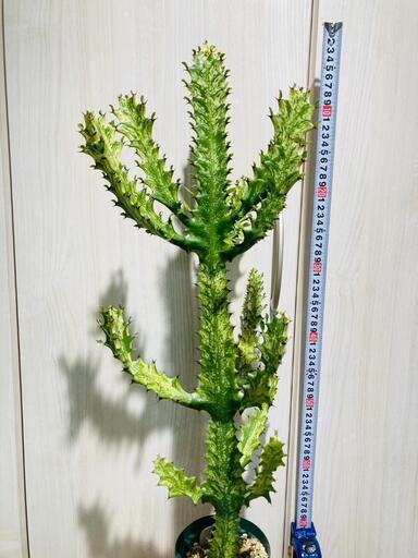【多肉植物】ユーフォルビア・ホワイトゴースト（4号深型スリット鉢付き） 多肉植物】ユーフォルビア・ホワイトゴースト（4号深型スリット