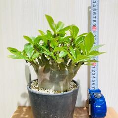 塊根植物（コーデックス）】アデニウム・ブラックスキン（鉢つき）