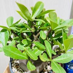 塊根植物（コーデックス）】アデニウム・ブラックスキン（鉢つき）