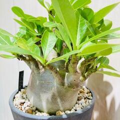 【塊根植物（コーデックス）】アデニウム・ブラックスキン（鉢つき）