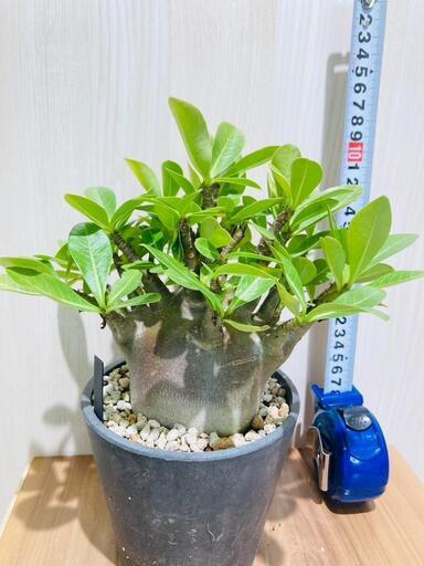 【塊根植物（コーデックス）】アデニウム・ブラックスキン（鉢つき）