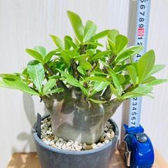 塊根植物（コーデックス）】アデニウム・ブラックスキン（鉢つき）