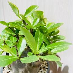 【塊根植物（コーデックス）】アデニウム・ブラックスキン（鉢つき）