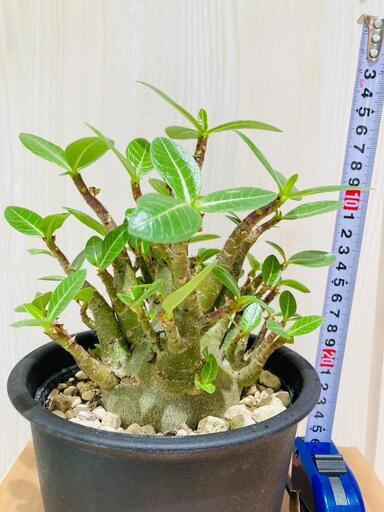 【塊根植物（コーデックス）】アデニウム・アラビカム・モンスター（5号鉢付き）多頭