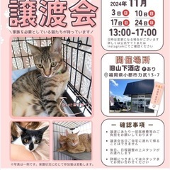 🐾福岡県小郡市でほごねこ譲渡会🐾