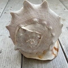 大きい貝殻 トウカムリガイ