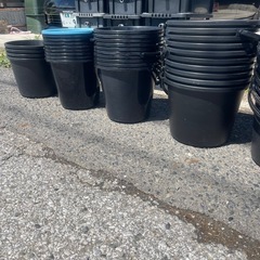 メダカ容器　メダカ　まとめて