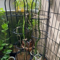 イエローピタヤ