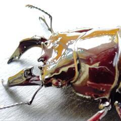 レッドアイ】【レッドボディ】レギウスオオツヤクワガタ ♂♀ペア