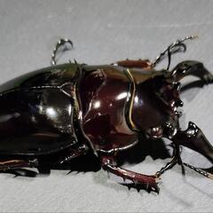 【レッドアイ】【レッドボディ】レギウスオオツヤクワガタ　♂♀ペア