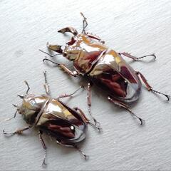 【レッドアイ】【レッドボディ】レギウスオオツヤクワガタ　♂♀ペア