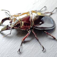 【レッドアイ】【レッドボディ】レギウスオオツヤクワガタ　♂♀ペア