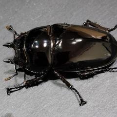 【レッドアイ】【レッドボディ】レギウスオオツヤクワガタ　♂♀ペア