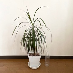 超特大サイズ コンシンネ 値下げしました