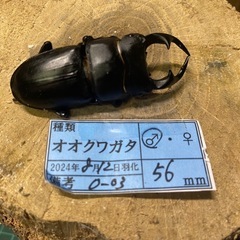 千葉県のオオクワガタの中古が安い！激安で譲ります・無料であげます｜ジモティー