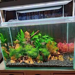 ガラス水槽60センチ ライト2個セット