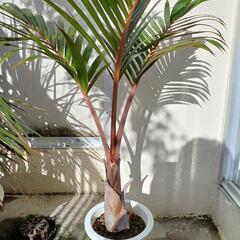 トックリヤシ 特大 貴重 2m以上