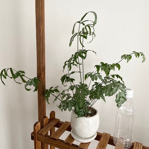観葉植物　プテリス