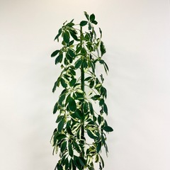 観葉植物　シェフレラ約2メートル　迫力あり。
