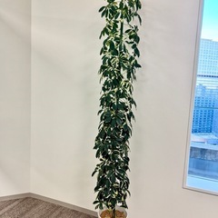 観葉植物　シェフレラ約2メートル　迫力あり。