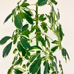 観葉植物　シェフレラ約2メートル　迫力あり。