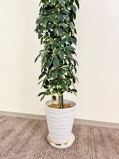 観葉植物　シェフレラ約2メートル　迫力あり。