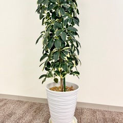 観葉植物　シェフレラ約2メートル　迫力あり。