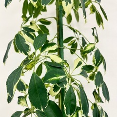 観葉植物　シェフレラ約2メートル　迫力あり。