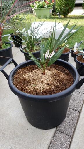 チャメロプス ドライガーデン カルフォルニアスタイル ヤシの木 送料込